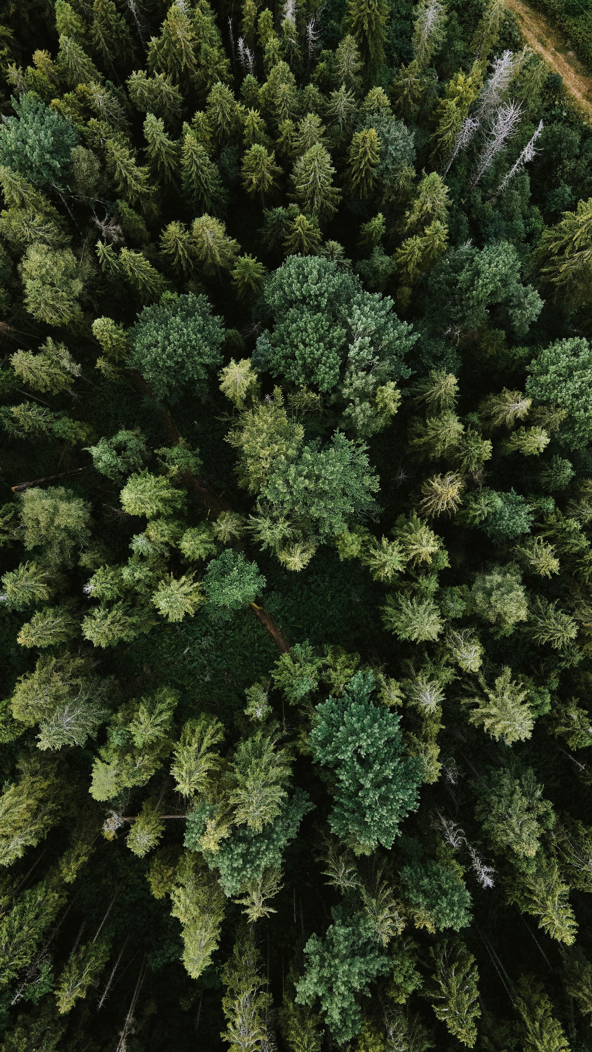 A drone shot of a forest